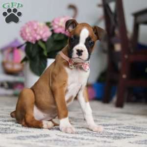 Indigo, Boxer Puppy